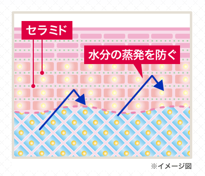 グラシュープラス　セラミド