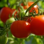 トマト　栄養価　食べ方