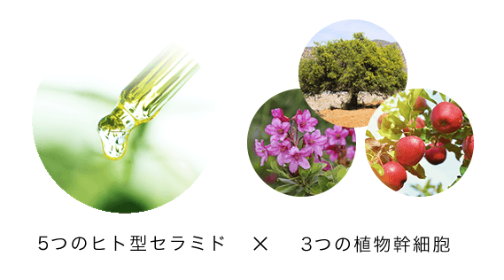 セラミド×幹細胞
