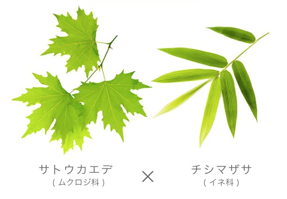 ヴァントルテ ローション